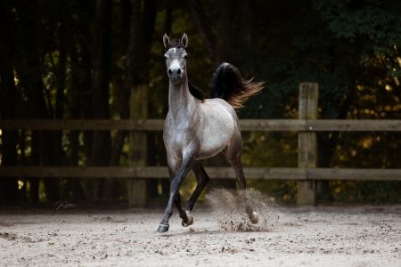 Erneut zeigt sie Ihre raumgreifenden Bewegungen: Vollblutaraber Meliah von A Magic Man of Kossack