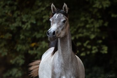 Vollblutaraber Stute Meliah weiß zu überzeugen. Selbstbewusst und sanftmütig zugleich.
