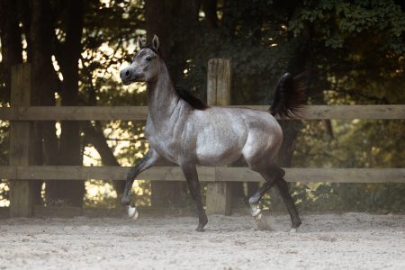 Was für ein Trab: Vollblutaraber Stute Meliah auf dem Reitplatz