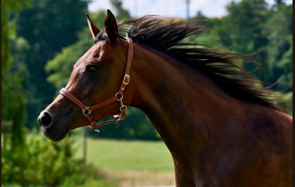 HF Malaysia (Prämienstute) von Kamerton aus der MS Maheen