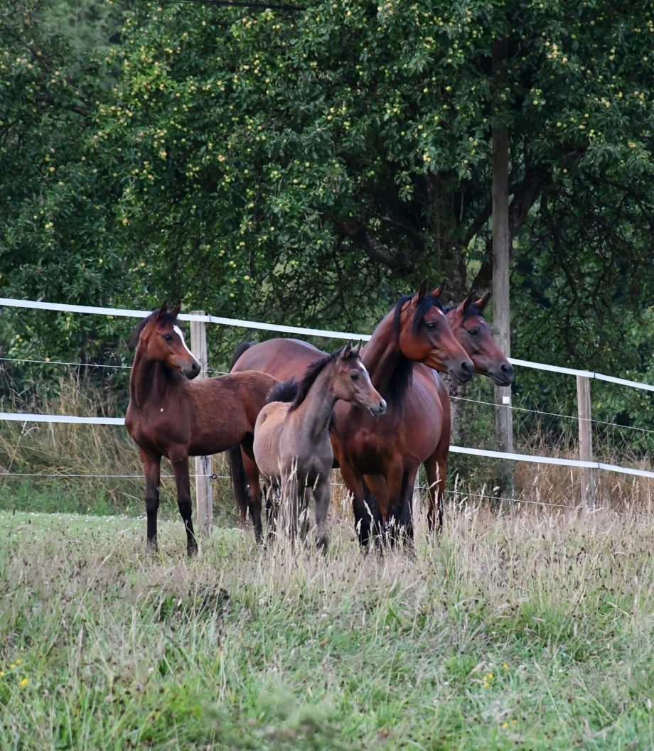 Vollblutaraber Stute Matrinka mit Nachzucht