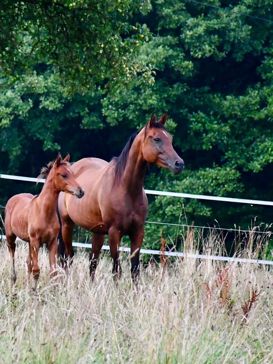Vollblutaraber HF Malaysia mit Hengstfohlen MS Mirkan auf dem Borner Hof
