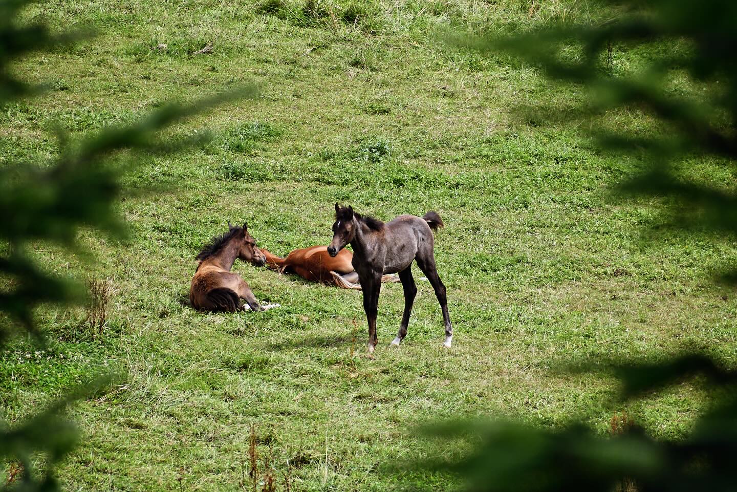 Fohlen genießen die Sonne auf dem Borner Hof