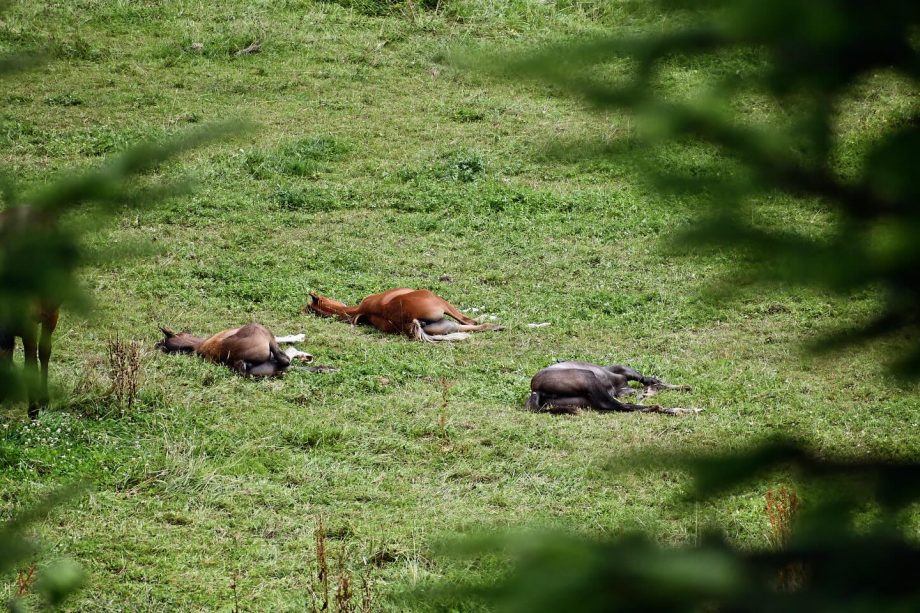 Vollblutaraber Fohlen auf dem Borner Hof