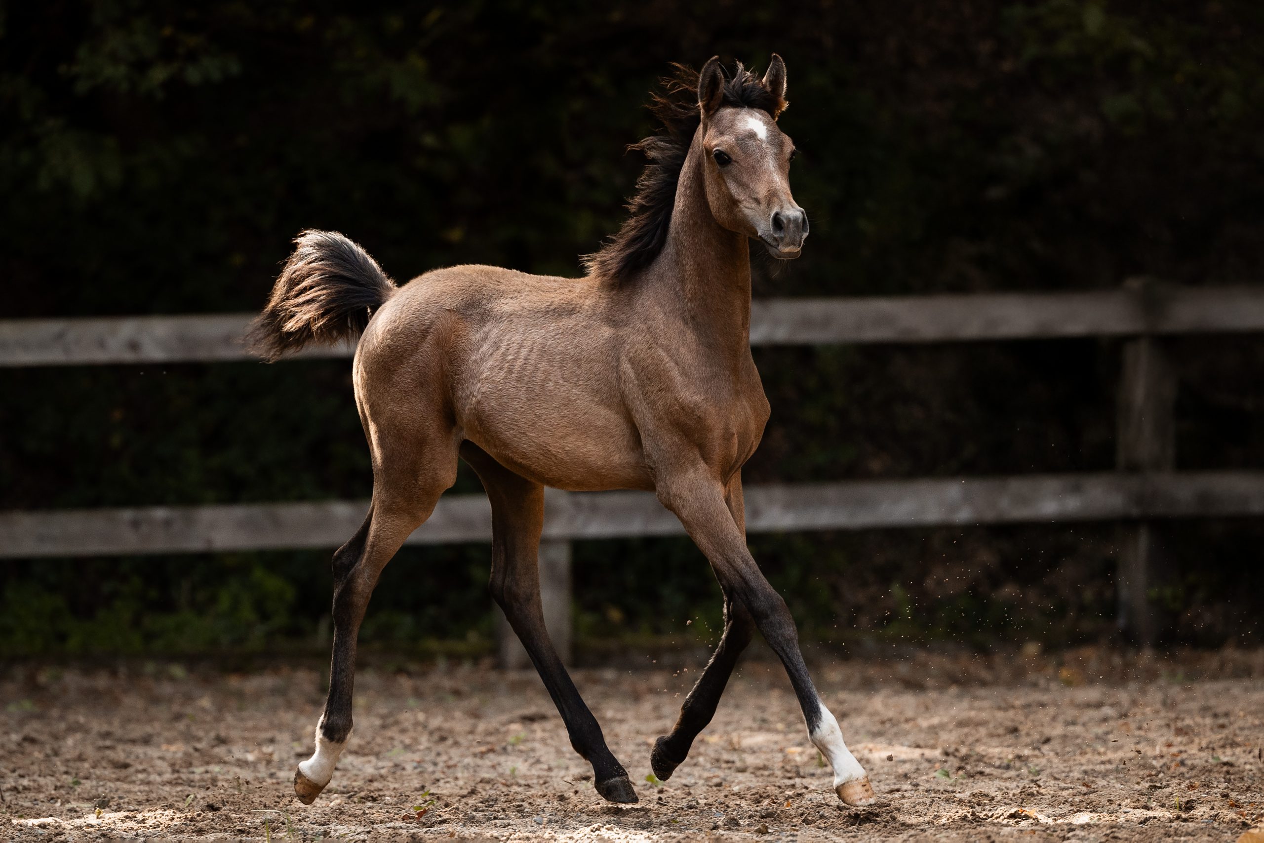Hengstfohlen BH Macan, Vollblutaraber kaufen auf dem Borner Hof, Prämienfohlen VZAP 2025