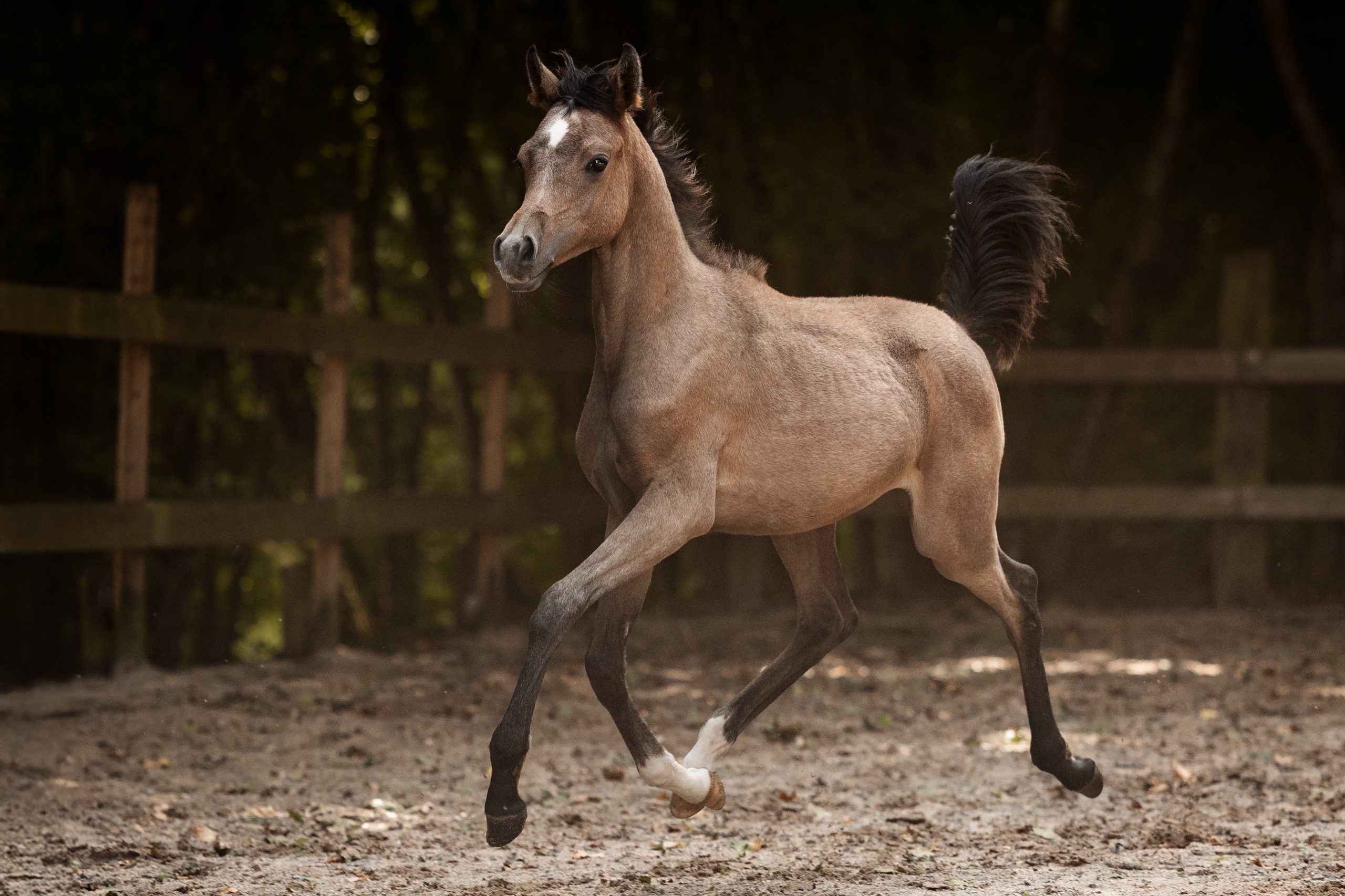 BH Macan, Hengstfohlen Borner Hof Vollblutaraber, v. A Magic Man of Kossack