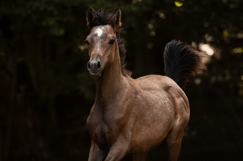 Vollblutaraber kaufen: BH Macan, Prämienfohlen VZAP, von A Magic Man of Kossack a.d. Maisah