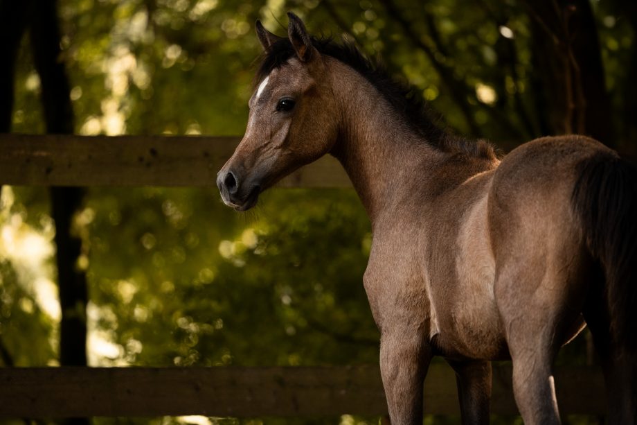BH Macan, Hengst Borner Hof Vollblutaraber, v. A Magic Man of Kossack
