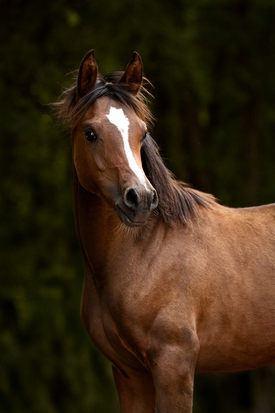 BH Mirai (Prämienfohlen) von A Magic Man of Kossack a.d. Matrinka
