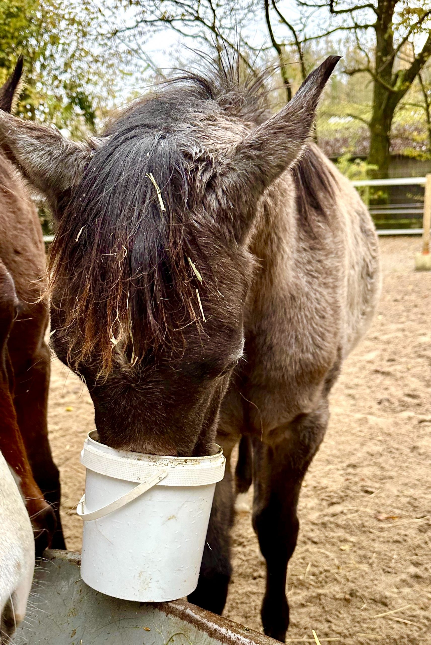 BH Meliah v. A Magic Man of Kossack sucht ständig nach neuen Dingen