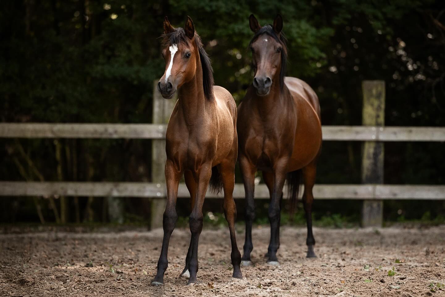 Die Stutfohlen werden erwachsen