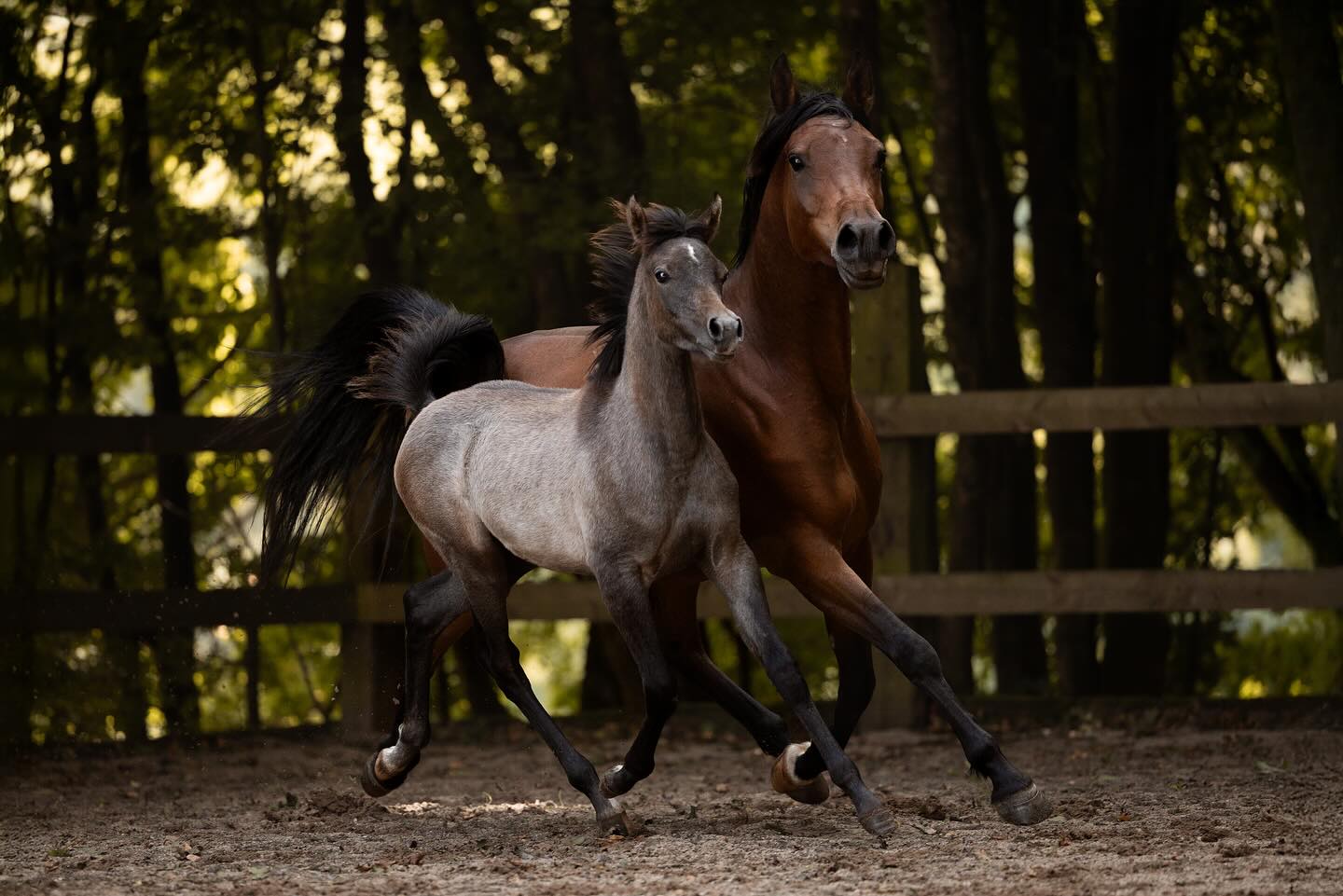 HF Madelene mit Vollblutaraber Stutfohlen BH Meliah v. A Magic Man of Kossack