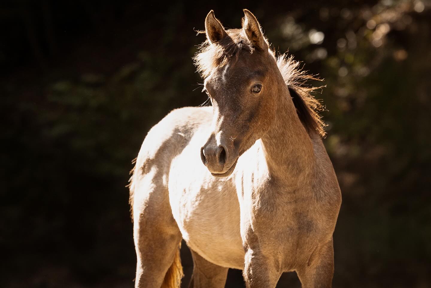 BH Meliah v. A Magic Man of Kossack