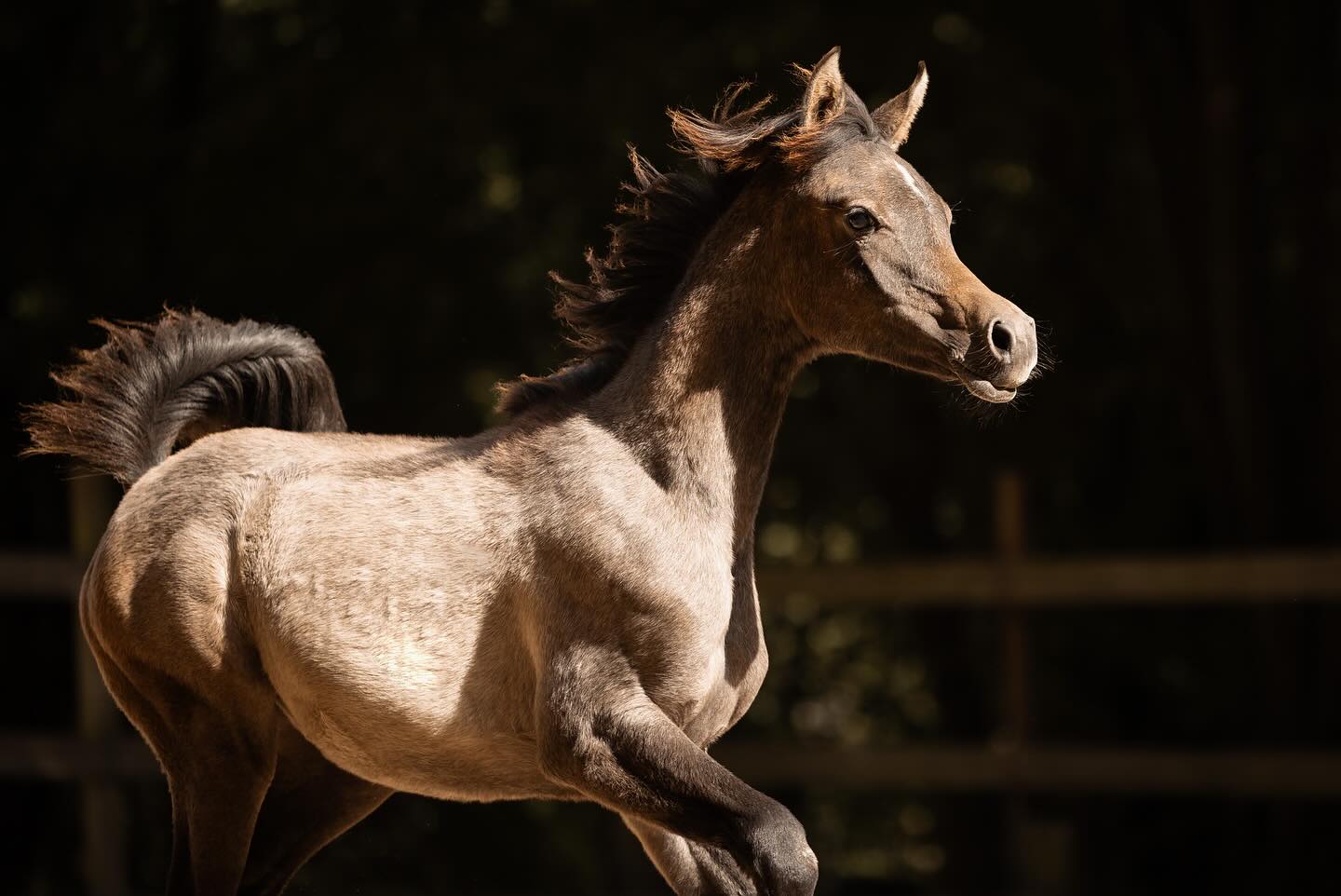 Meliah kann alles gebrauchen