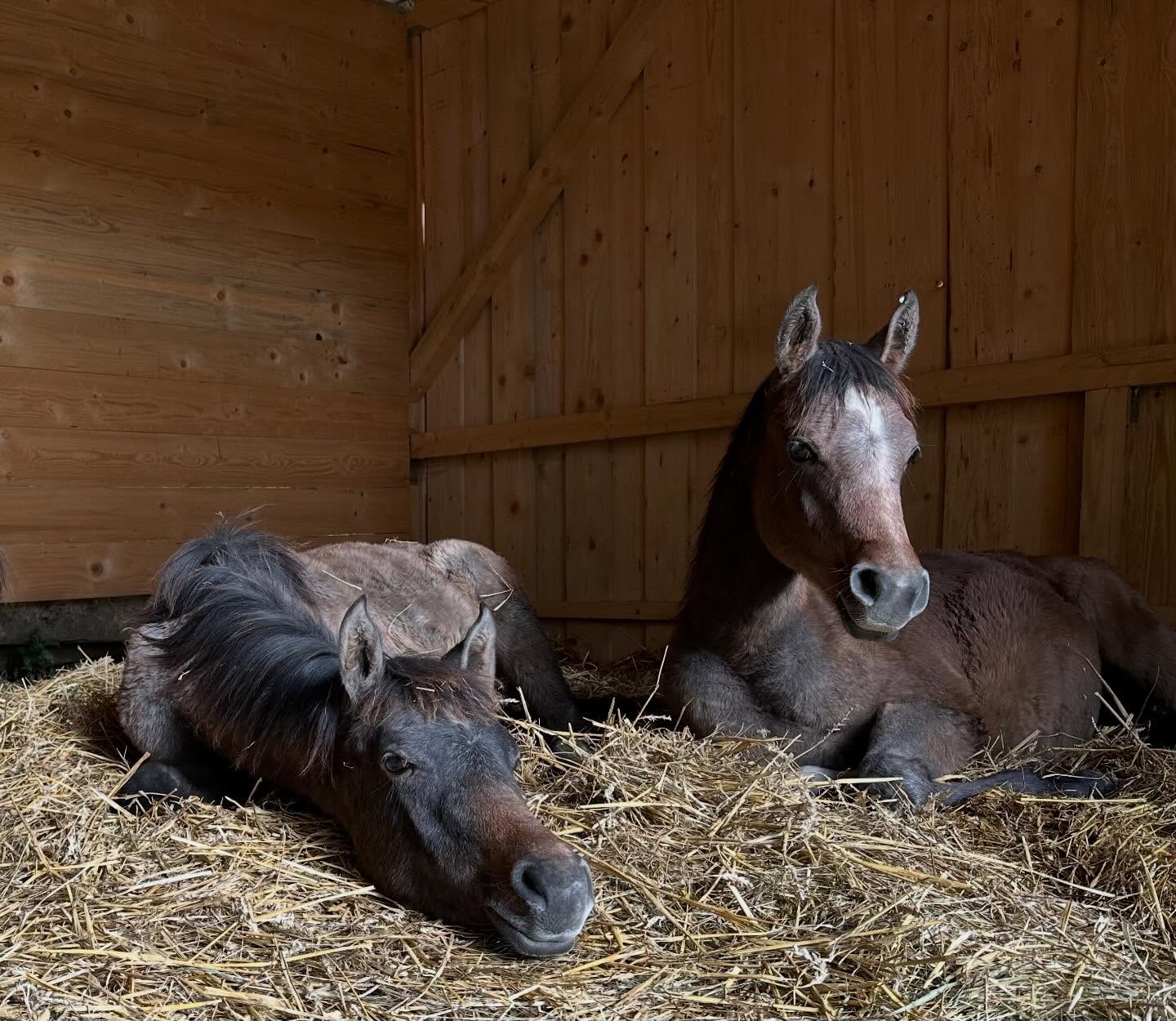 Siesta auf dem Borner Hof