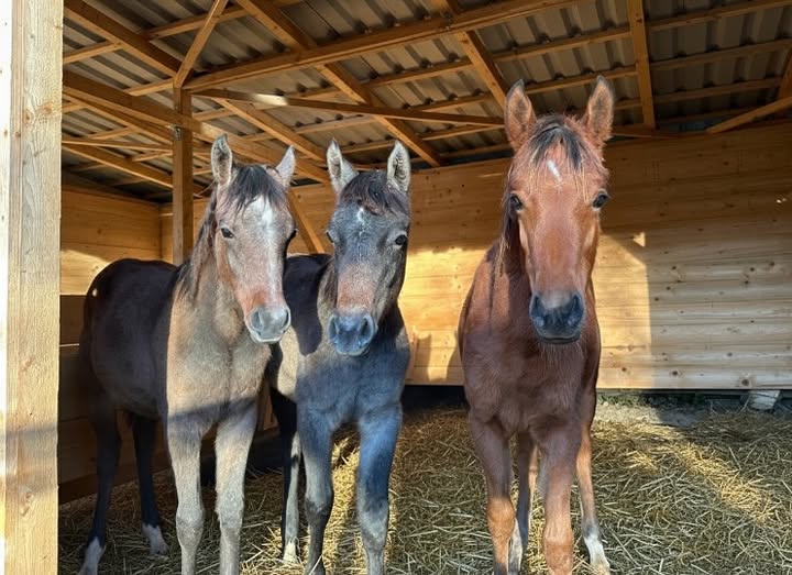 Drei kleine Wirbelwinde erobern den Winterpaddock: Unsere kleinen Absetzer!