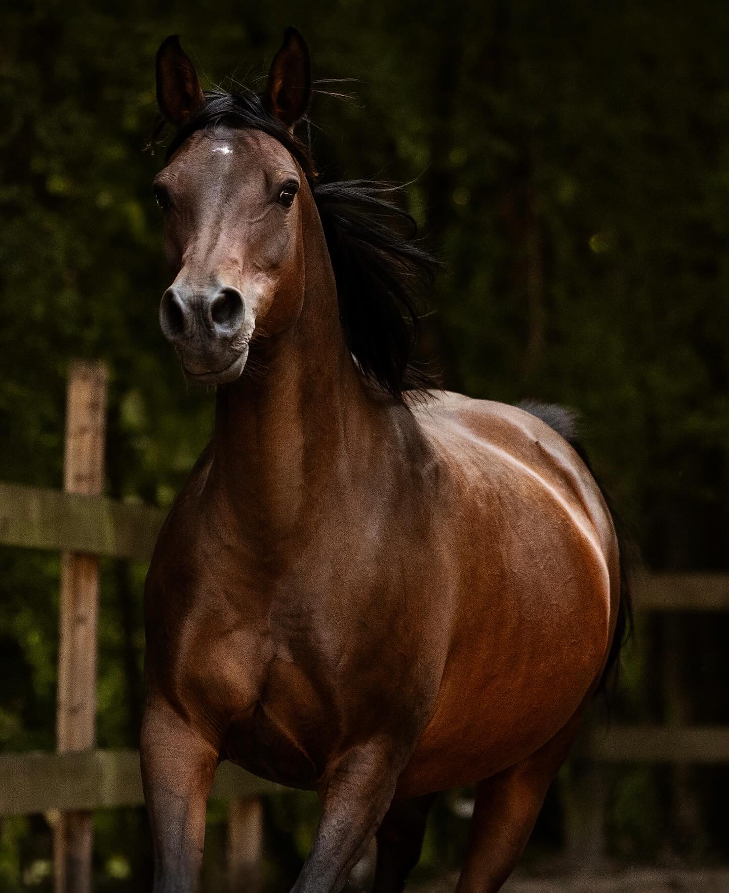 Mein „Seelenpferd“