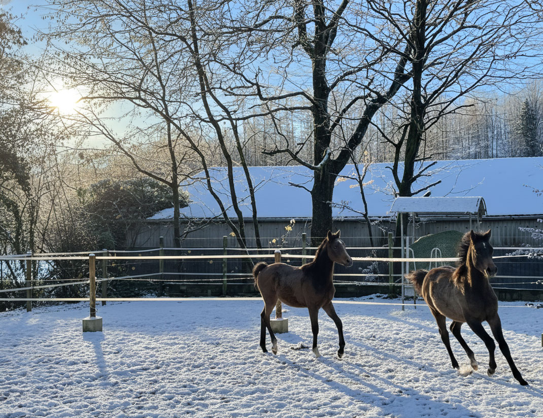 Die Absetzer auf dem Borner Hof toben im Schnee, Borner Hof Vollblutaraber