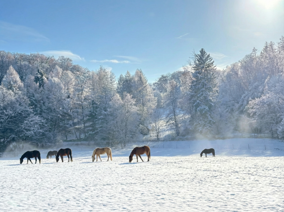 Weihnachten 2025, Borner Hof Vollblutaraber