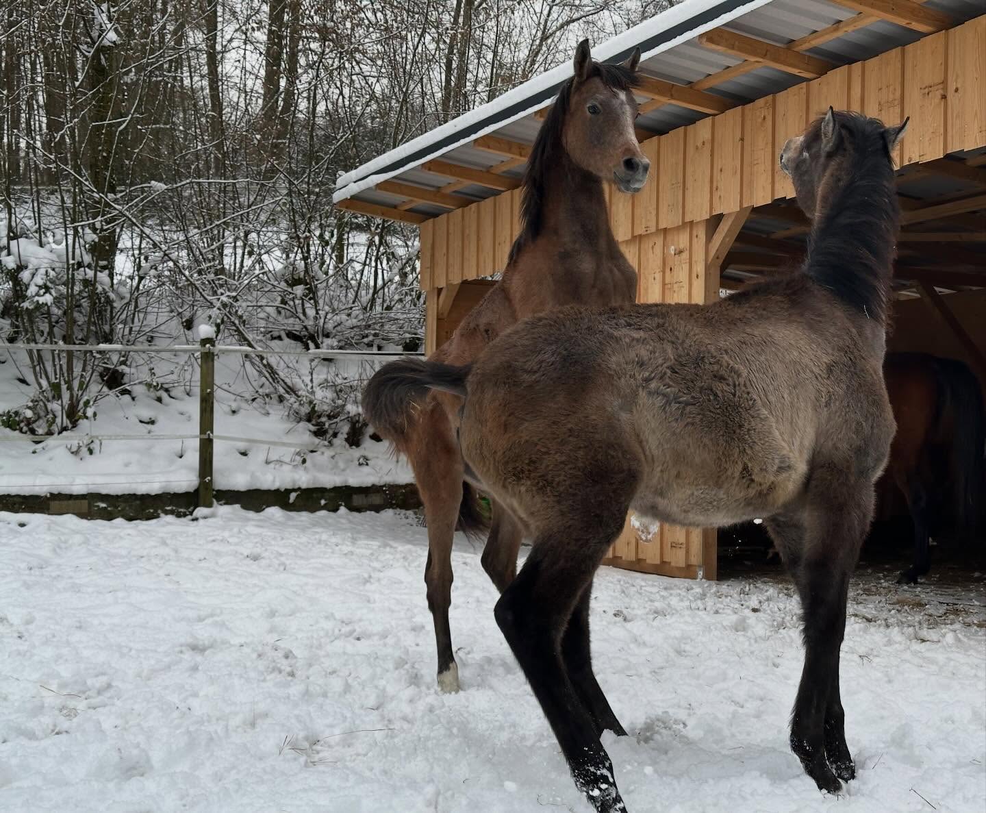 Vollblutaraber Jährling beim Spielen auf dem Borner Hof