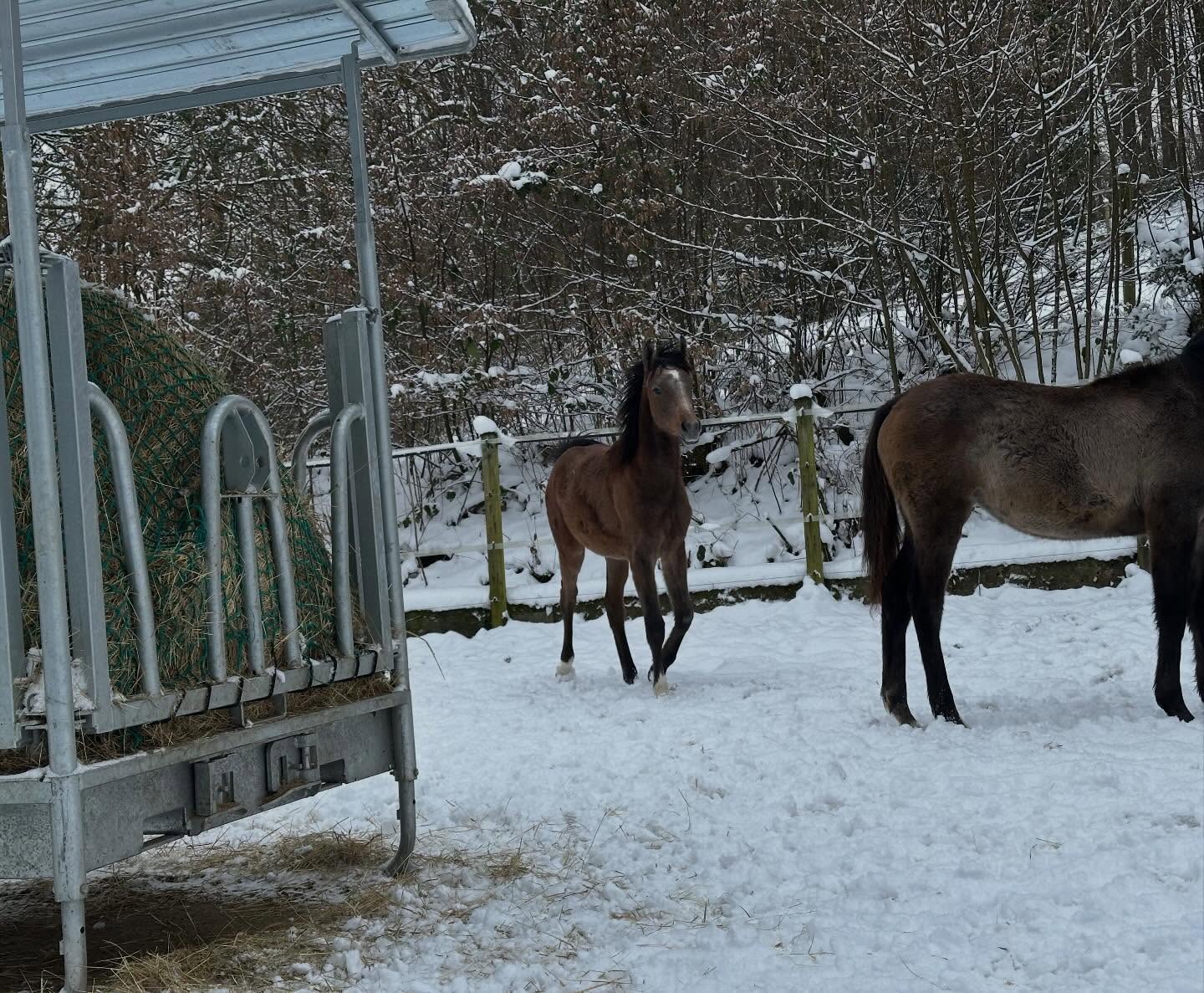 Junge Vollblutaraber auf dem Paddock auf dem Borner Hof in Reichshof (NRW)