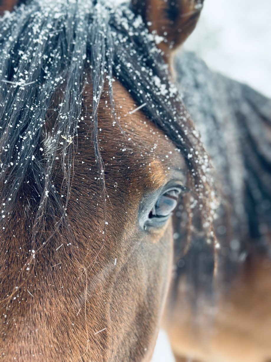 Nahaufnahme einer braunen Vollblutaraber-Stute vom Borner Hof mit Schnee auf der Mähne. Der Fokus liegt auf dem „ehrlichen Auge“, das den klaren Charakter unserer Verkaufspferde widerspiegelt.