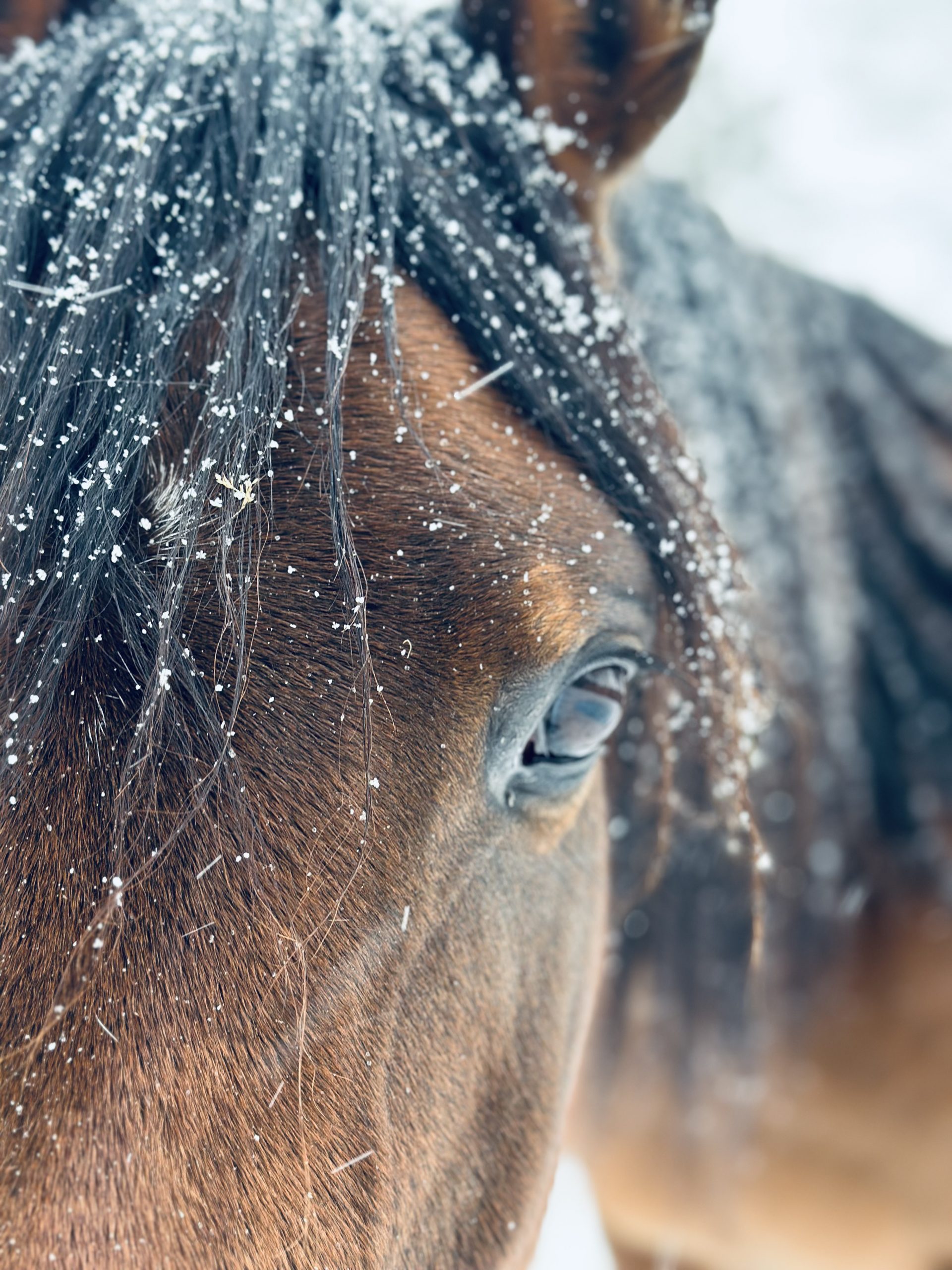 Ein Blick, der Bände spricht: Die Ehrlichkeit unserer Vollblutaraber