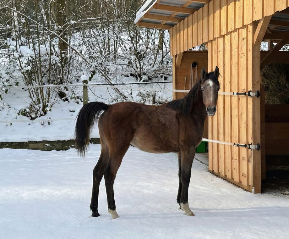 Vollblutaraber Absetzer BH Macan im Schnee auf dem Borner Hof in Reichshof (NRW)