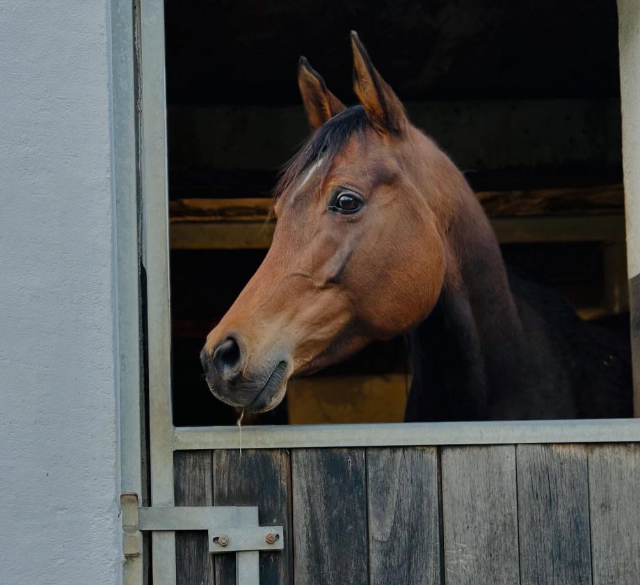 Vollblutaraber Stute HF Malaysia blickt aufmerksam aus ihrer Box auf dem Borner Hof.