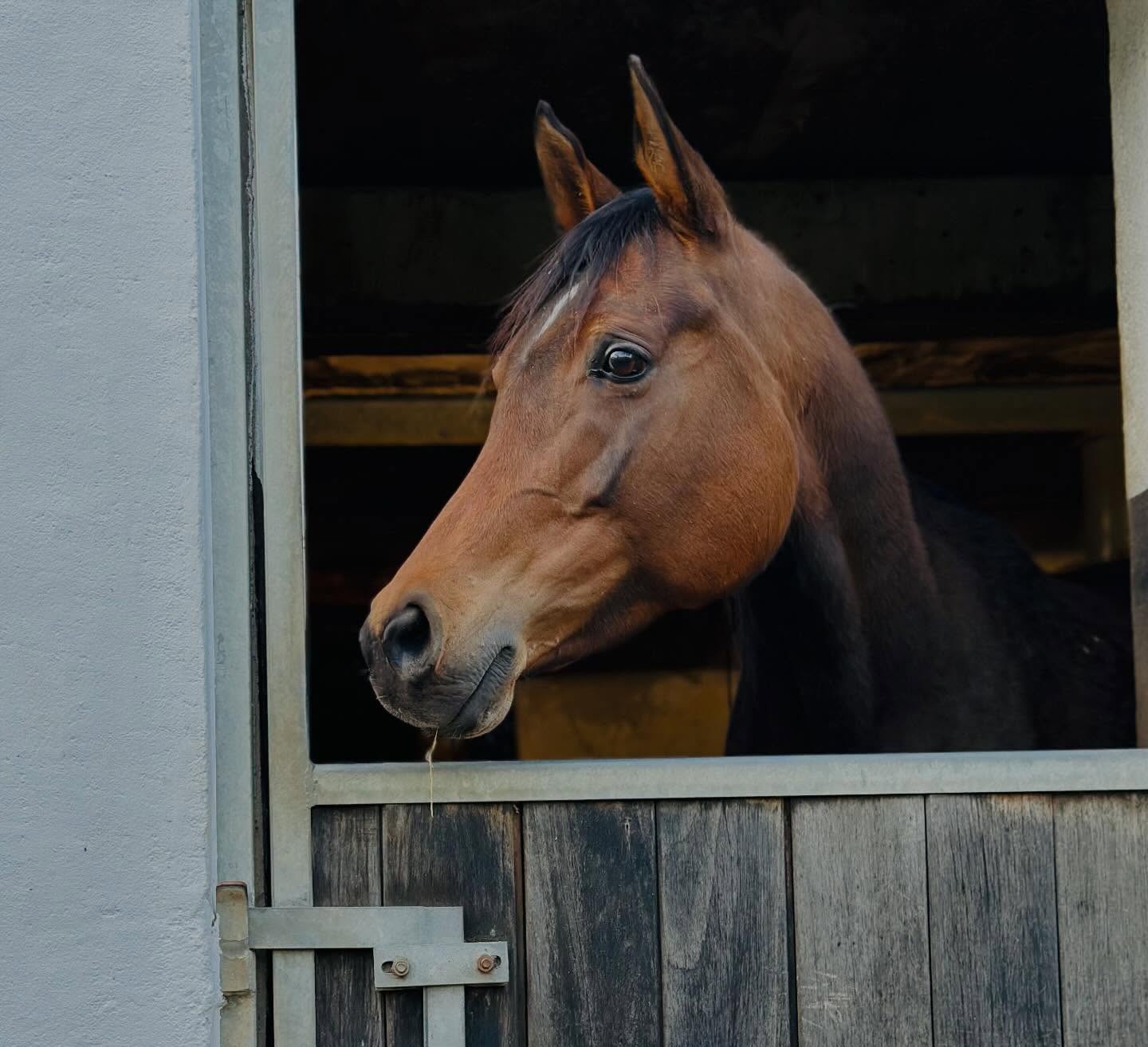 Vollblutaraber-Fohlen: Vorfreude auf den Nachwuchs von HF Malaysia