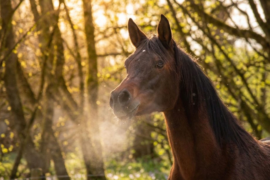 Vollblutaraberstute Matrinka auf dem Borner Hof genießt die Frühlingssonne, bald kommt ihr Fohlen.