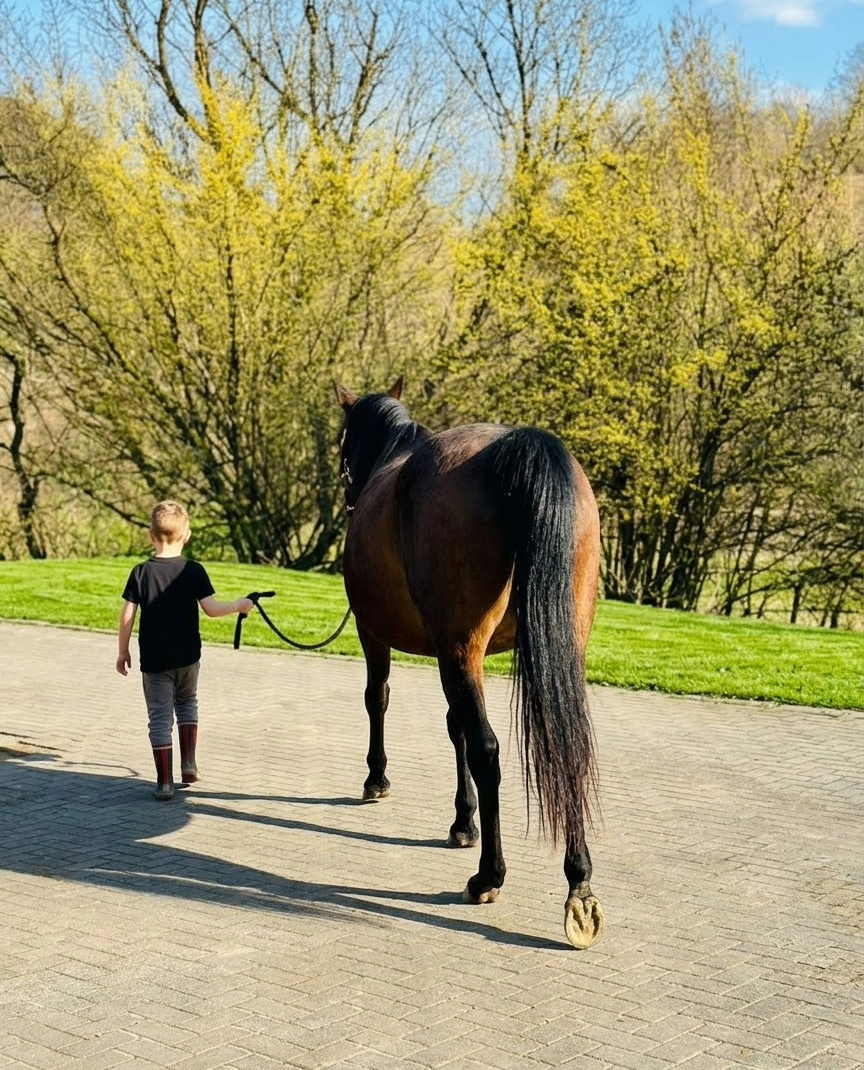 Vollblutaraberstute Matrinka geht mit dem kleinsten Hofbewohner in die Box