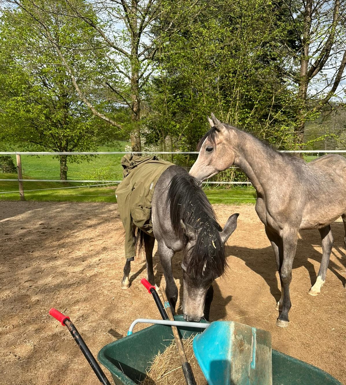 hilfsbereite Vollblutaraber-Stute BH Meliah vom Borner Hof zu verkaufen