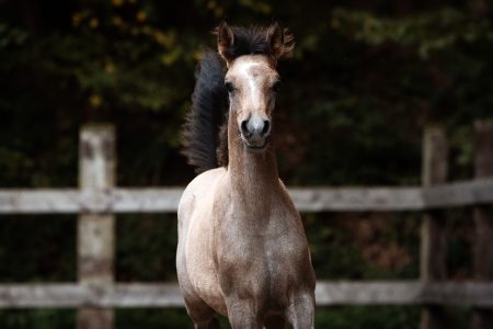 Junger Vollblutaraber Hengst