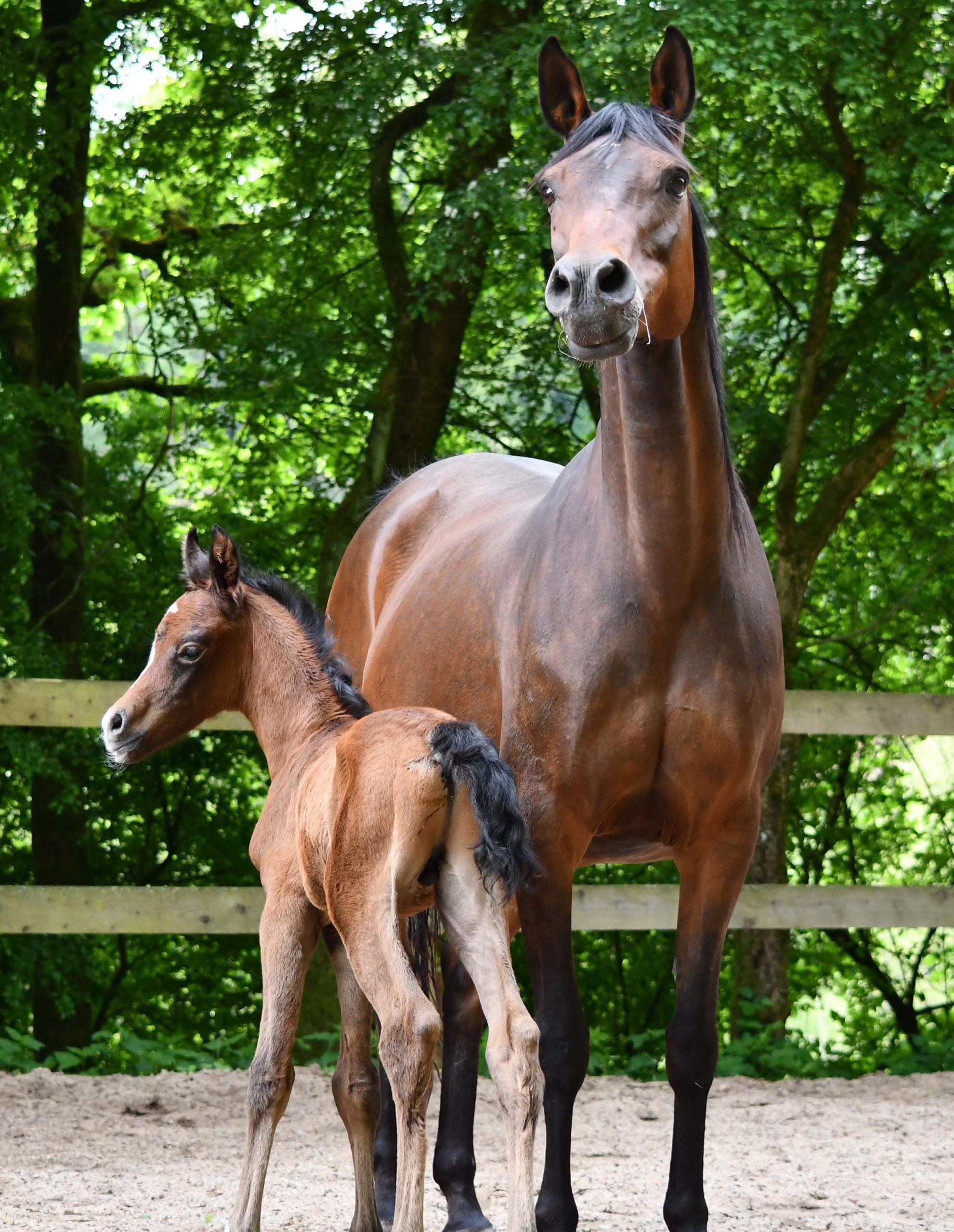 Araber Hengstfholen BH Makaj von A Magic Man of Kossack mit Mutterstute Matrinka