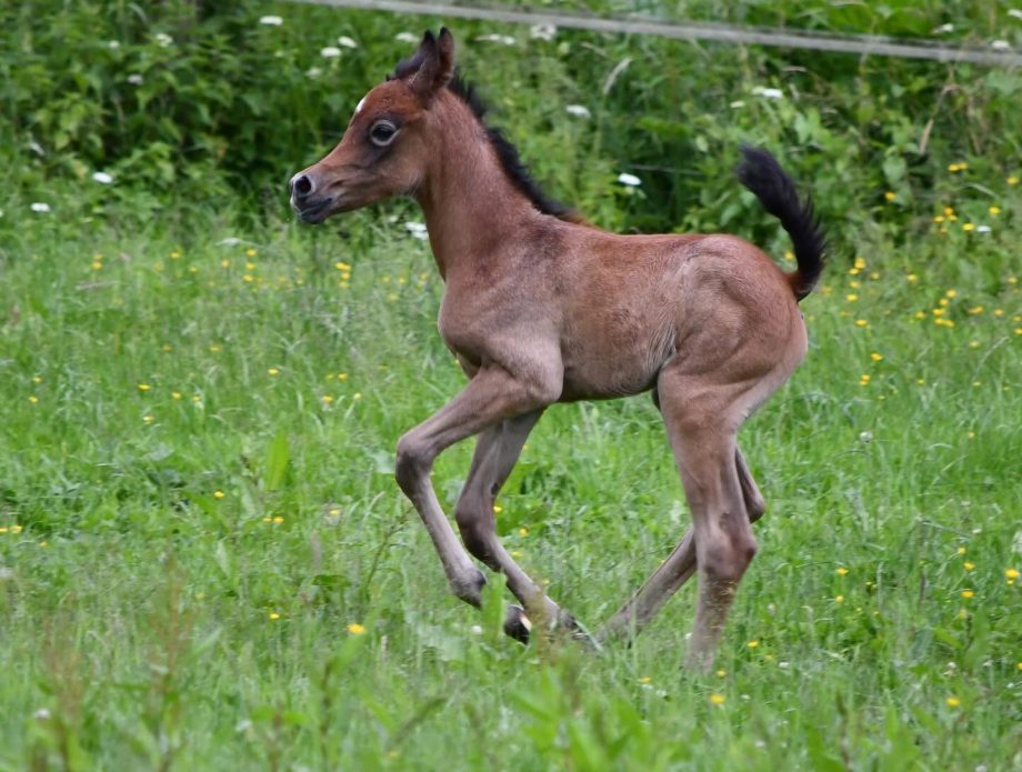 Vollblutaraber-Fohlen Miraja ist flott unterwegs.