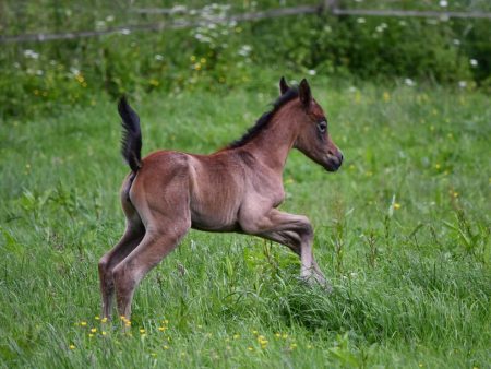 Miraja im Renngalopp. Die kleine Vollblutaraber-Stute erprobt ihre langen Beine.