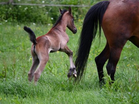 Vollblutaraber-Fohlen macht die ersten Bocksprünge voller Lebensfreude