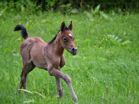 Vollblutaraber-Fohlen Miraja erkundet im Gallopp die Weide auf dem Borner Hof.