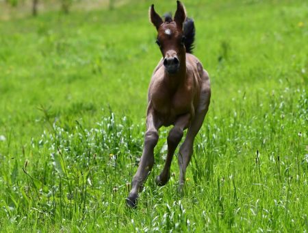 Miraja auf dem Borner Hof: die kleine Vollblutaraber-Stute erobert die Weide.