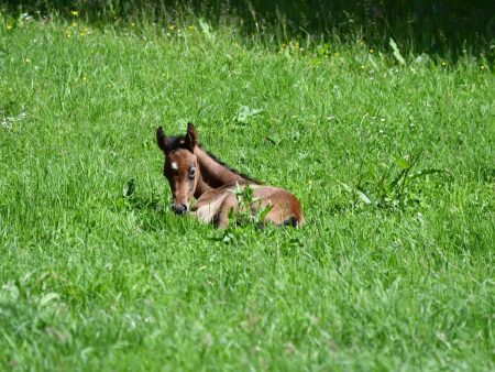 Fohlen Miraja macht eine kleine Pause.