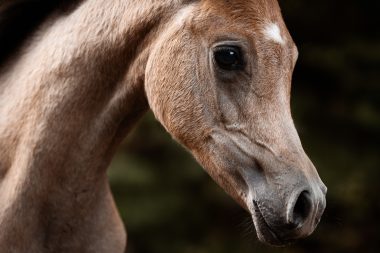 Edle Vollblutaraber Stute kaufen, Verkaufspferd auf dem Borner Hof