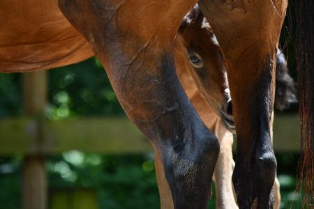 Vollblutaraber Fohlen Schnappschuss