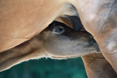 Es sucht in den ersten Stunden das Euter der Mutter: Vollblutaraber Fohlen Miraja