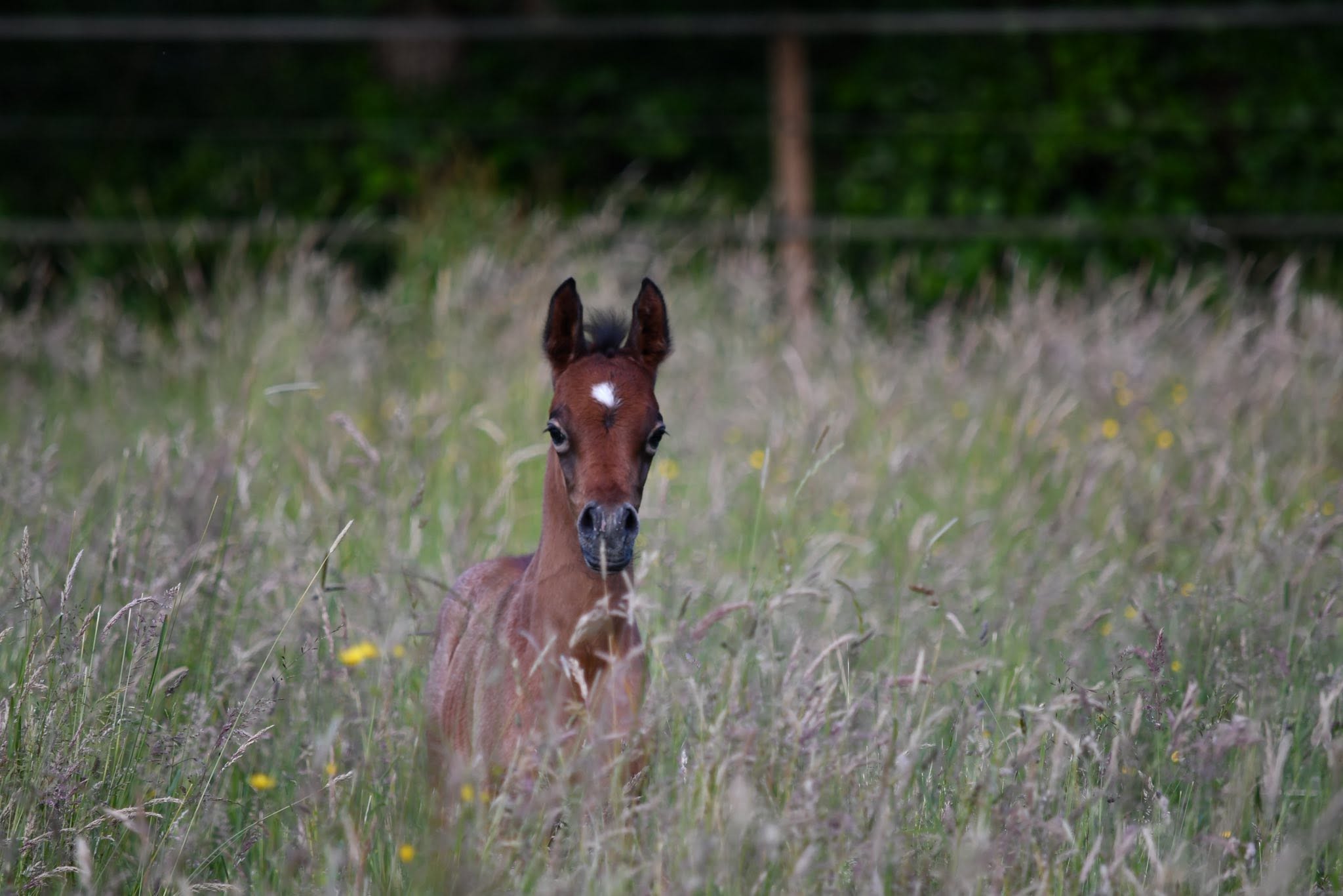Sehr neugierig schaut Stutfohlen Miraja über das hohe Gras. Borner Hof Vollblutaraber.
