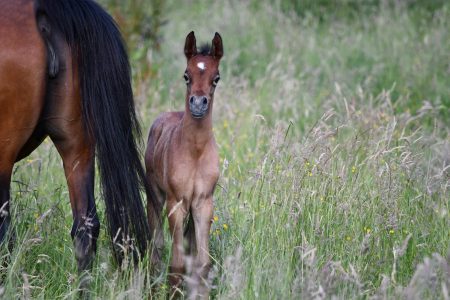 Vollblutaraber:  Mit aufmerksamen Blicken verfolgt Stutfohlen Miraja den Fotografen auf dem Borner Hof.