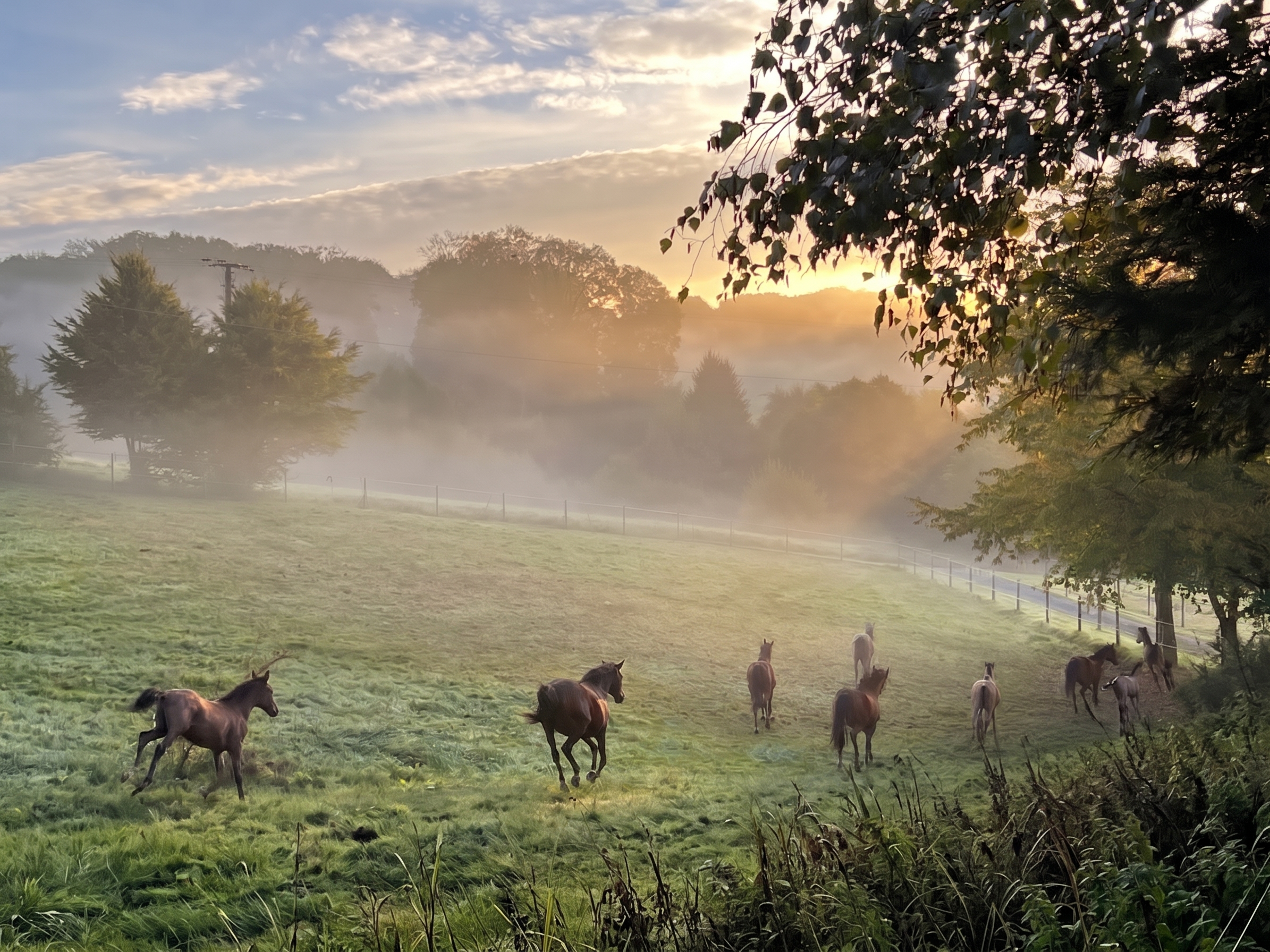 Die Vollblutaraber auf dem Borner Hof in Reichshof NRW erfreuen sich an dem milden Start in den Herbst.
