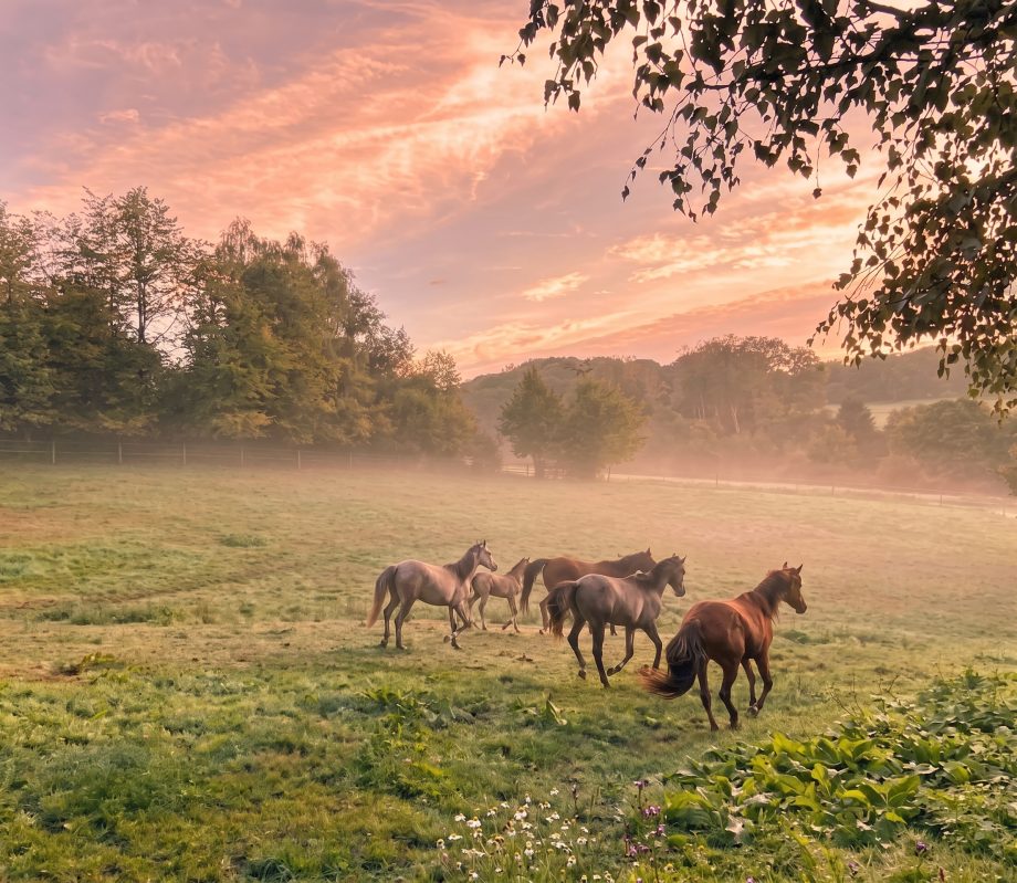 Vollblutaraber Herde im Morgennebel auf der Weide Gestüt Borner Hof Reichshof NRW