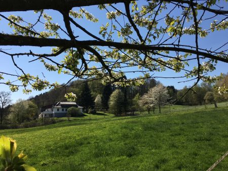 Der Borner Hof im Frühjahr mit Kirschblüte.
