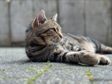 Kater Findus ist stets dabei.